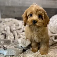 Milo * F1 * Transport Options, a male Cavapoo for sale in Humboldt, NE – Photo 4 of 10