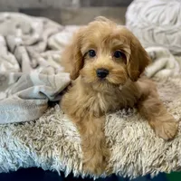 Milo * F1 * Transport Options, a male Cavapoo for sale in Humboldt, NE – Photo 2 of 10