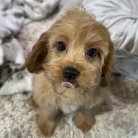 Milo * F1 * Transport Options, a male Cavapoo for sale in Humboldt, NE – Photo 1 of 10