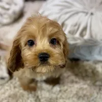Milo * F1 * Transport Options, a male Cavapoo for sale in Humboldt, NE – Photo 9 of 10