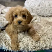 Milo * F1 * Transport Options, a male Cavapoo for sale in Humboldt, NE – Photo 6 of 10
