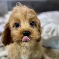 Milo * F1 * Transport Options, a male Cavapoo for sale in Humboldt, NE – Photo 7 of 10