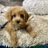 Milo * F1 * Transport Options, a male Cavapoo for sale in Humboldt, NE – Photo 8 of 10
