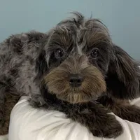 Shania, a female Cavapoo for sale in Humboldt, NE – Photo 6 of 10