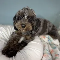 Shania, a female Cavapoo for sale in Humboldt, NE – Photo 9 of 10