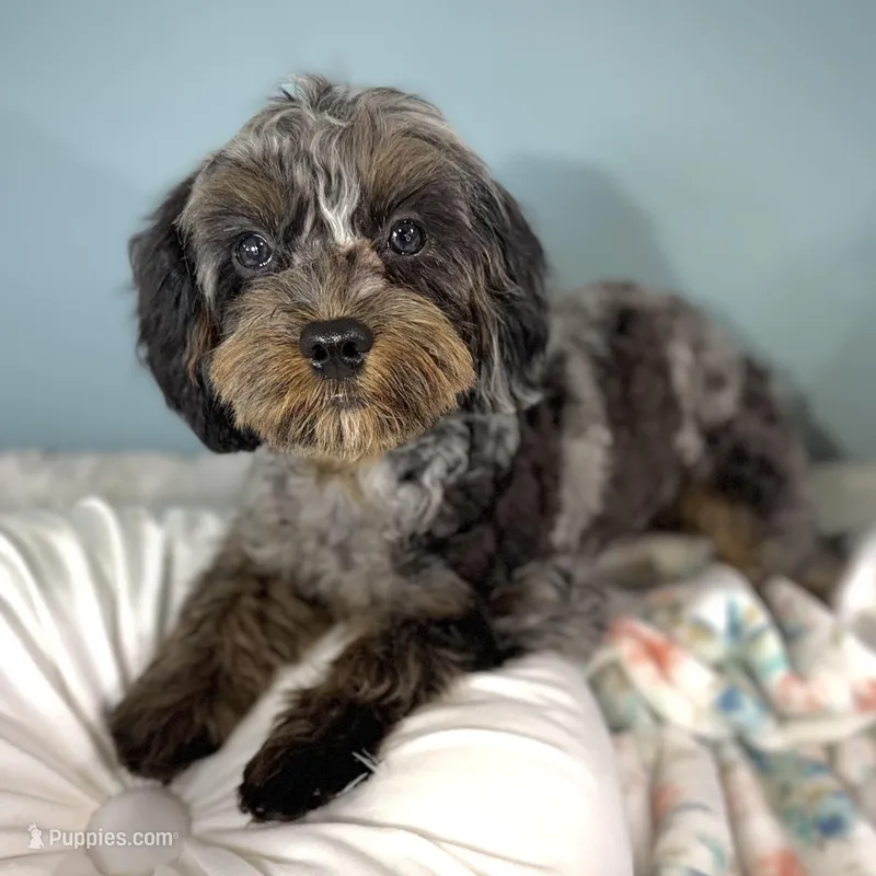 Shania – Cavapoo puppy on hold in Humboldt, NE