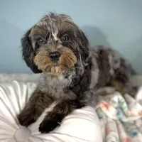 Shania, a female Cavapoo for sale in Humboldt, NE – Photo 1 of 10