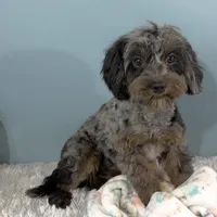 Shania, a female Cavapoo for sale in Humboldt, NE – Photo 4 of 10