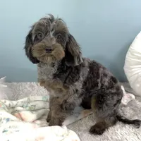 Shania, a female Cavapoo for sale in Humboldt, NE – Photo 5 of 10