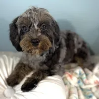 Shania, a female Cavapoo for sale in Humboldt, NE – Photo 7 of 10