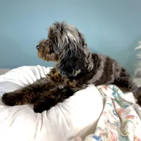 Shania, a female Cavapoo for sale in Humboldt, NE – Photo 10 of 10