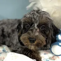 Shania, a female Cavapoo for sale in Humboldt, NE – Photo 3 of 10