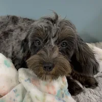 Shania, a female Cavapoo for sale in Humboldt, NE – Photo 8 of 10