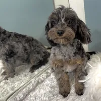 Shania, a female Cavapoo for sale in Humboldt, NE – Photo 2 of 10