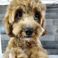 Hotshot * F1 * Vet Checked, Microchipped, Current Rabies, a male Cavapoo for sale in Humboldt, NE – Photo 3 of 5