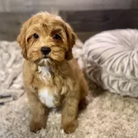 Hotshot * F1 * Transport Options, a male Cavapoo for sale in Humboldt, NE – Photo 5 of 10