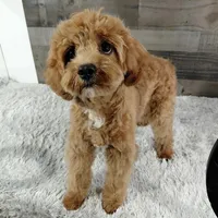 Hotshot * F1 * Vet Checked, Microchipped, Current Rabies, a male Cavapoo for sale in Humboldt, NE – Photo 5 of 5
