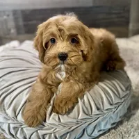 Hotshot * F1 * Transport Options, a male Cavapoo for sale in Humboldt, NE – Photo 8 of 10