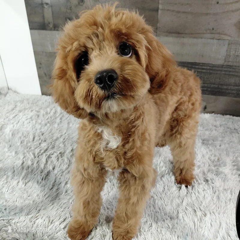 Hotshot * F1 * Vet Checked, Microchipped, Current Rabies – Cavapoo puppy for sale in Humboldt, NE
