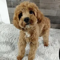 Hotshot * F1 * Vet Checked, Microchipped, Current Rabies, a male Cavapoo for sale in Humboldt, NE – Photo 1 of 5