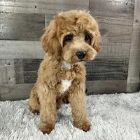 Hotshot * F1 * Vet Checked, Microchipped, Current Rabies, a male Cavapoo for sale in Humboldt, NE – Photo 2 of 5
