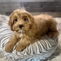 Hotshot * F1 * Transport Options, a male Cavapoo for sale in Humboldt, NE – Photo 7 of 10