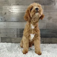 Hotshot * F1 * Vet Checked, Microchipped, Current Rabies, a male Cavapoo for sale in Humboldt, NE – Photo 4 of 5