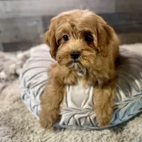 Hotshot * F1 * Transport Options, a male Cavapoo for sale in Humboldt, NE – Photo 6 of 10