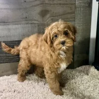 Hotshot * F1 * Transport Options, a male Cavapoo for sale in Humboldt, NE – Photo 3 of 10