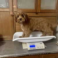 Hotshot * F1 * Transport Options, a male Cavapoo for sale in Humboldt, NE – Photo 10 of 10