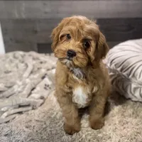Hotshot * F1 * Transport Options, a male Cavapoo for sale in Humboldt, NE – Photo 4 of 10