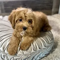 Hotshot * F1 * Transport Options, a male Cavapoo for sale in Humboldt, NE – Photo 1 of 10