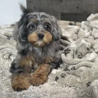 Ariat * F1 * Transport Options, a male Cavapoo for sale in Humboldt, NE – Photo 8 of 9