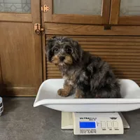 Ariat * F1 * Transport Options, a male Cavapoo for sale in Humboldt, NE – Photo 9 of 9