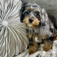 Ariat * F1 * Transport Options, a male Cavapoo for sale in Humboldt, NE – Photo 6 of 9