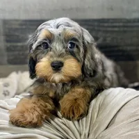 Ariat * F1 * Transport Options, a male Cavapoo for sale in Humboldt, NE – Photo 5 of 9