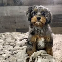 Ariat * F1 * Transport Options, a male Cavapoo for sale in Humboldt, NE – Photo 4 of 9