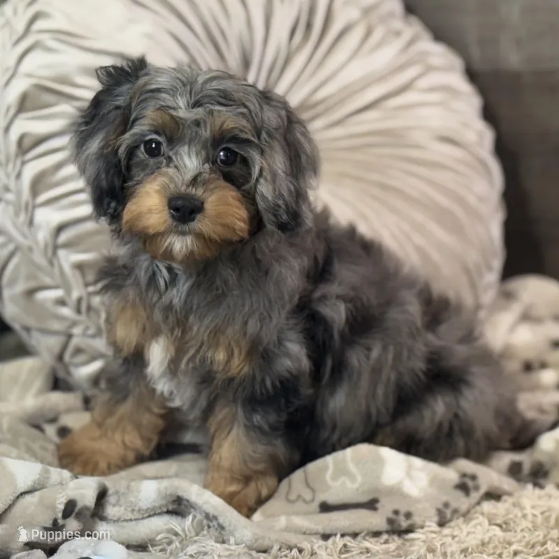 Ariat * F1 * Transport Options