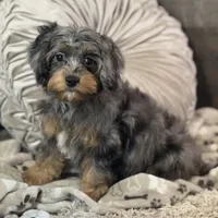 Ariat * F1 * Transport Options, a male Cavapoo for sale in Humboldt, NE – Photo 1 of 9