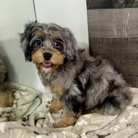 Ariat * F1 * Transport Options, a male Cavapoo for sale in Humboldt, NE – Photo 7 of 9