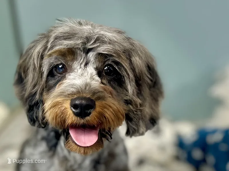 Sage – Cavapoo puppy for sale in Humboldt, NE