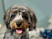 Sage, a male Cavapoo for sale in Humboldt, NE – 1 of 6