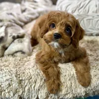 processed/cd3ff0ac-fba5-4362-926c-07f940faabd5/listing/6ee7c1c2-0f50-4e43-a2e5-f1a844d2844e/034a0d55-cbc9-47a9-8aca-615c5f3c3b35