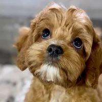 processed/cd3ff0ac-fba5-4362-926c-07f940faabd5/listing/6ee7c1c2-0f50-4e43-a2e5-f1a844d2844e/5e0faf0e-8d40-4479-a9bd-10722ad23b19