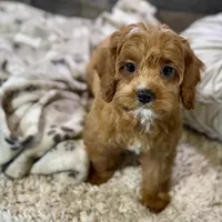 processed/cd3ff0ac-fba5-4362-926c-07f940faabd5/listing/6ee7c1c2-0f50-4e43-a2e5-f1a844d2844e/7c461a4b-7cfe-4475-949a-5be16af1a479