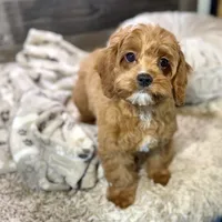 processed/cd3ff0ac-fba5-4362-926c-07f940faabd5/listing/6ee7c1c2-0f50-4e43-a2e5-f1a844d2844e/81433236-a46a-41dc-b6b8-ee9dfc795507