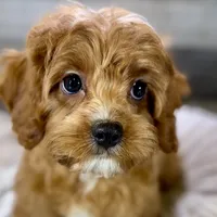 processed/cd3ff0ac-fba5-4362-926c-07f940faabd5/listing/6ee7c1c2-0f50-4e43-a2e5-f1a844d2844e/9d8d47ec-fc8e-4aa1-adf5-673baf40750e