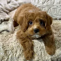 processed/cd3ff0ac-fba5-4362-926c-07f940faabd5/listing/6ee7c1c2-0f50-4e43-a2e5-f1a844d2844e/bdef19d3-847c-4105-8343-e7c9e00cee9f