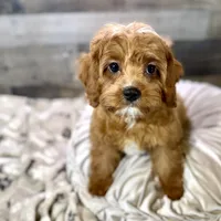 processed/cd3ff0ac-fba5-4362-926c-07f940faabd5/listing/6ee7c1c2-0f50-4e43-a2e5-f1a844d2844e/d4e86113-9d9c-4402-acae-a1a6d8a288e9