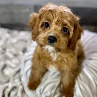 processed/cd3ff0ac-fba5-4362-926c-07f940faabd5/listing/6ee7c1c2-0f50-4e43-a2e5-f1a844d2844e/e30ef1f9-fae3-4155-9ccc-24645c759895